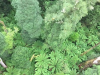 Дождевой лес.jpg Дождевой лес.jpg